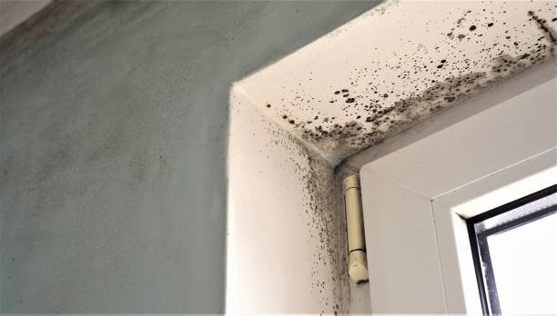 Best Mold Odor Removal Services  in North Babylon, NY