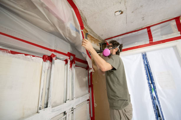 Best Black Mold Removal  in North Babylon, NY