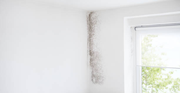 Best Environmental Consulting for Mold Prevention  in North Babylon, NY