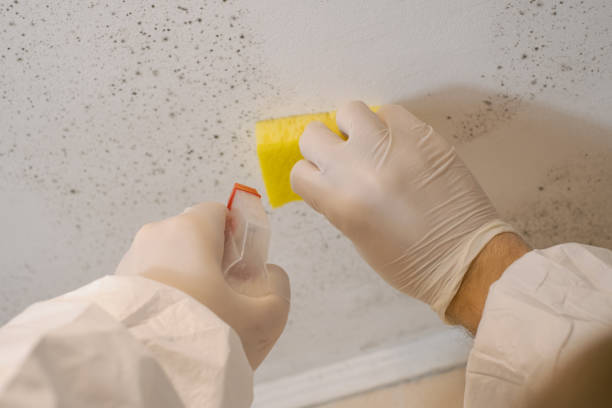 Mold Documentation for Insurance Claims